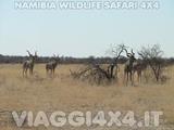 VIAGGI 4X4 IN NAMIBIA