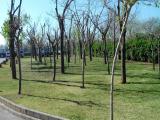 CAMPING COLL VERT, PINEDO, SPAGNA